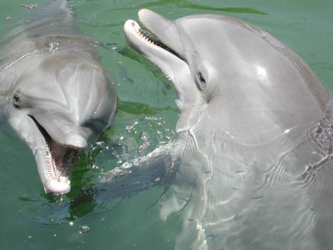 delfin_dolphin09.jpg