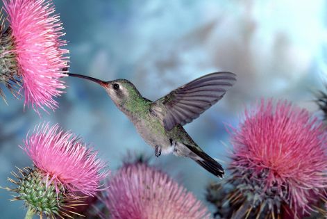 kolibri_hummingbird01.jpg