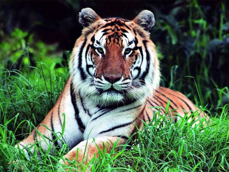 tigris_tiger64.jpg